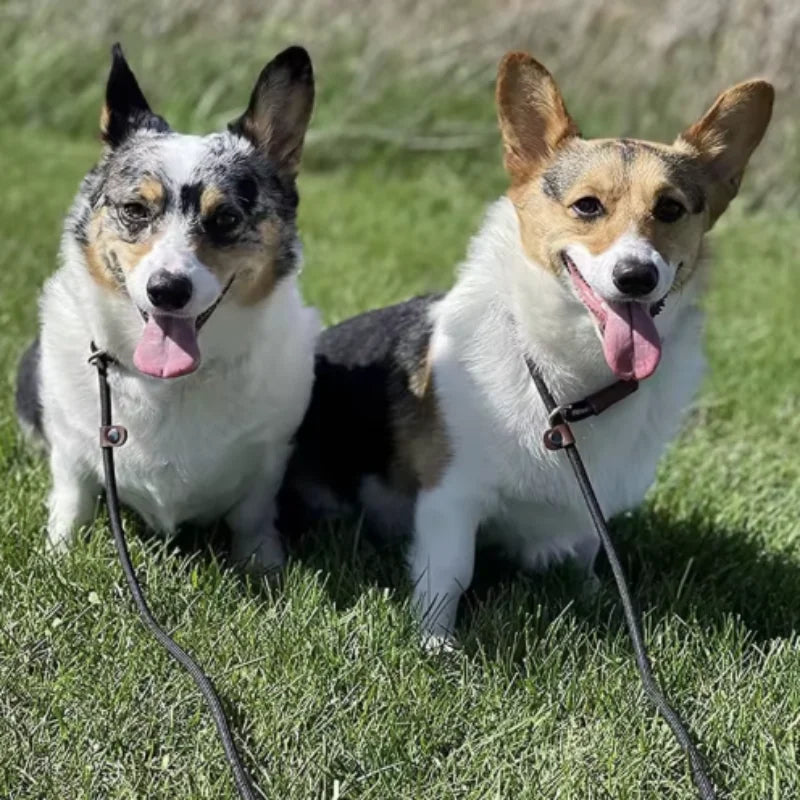 Quality Pet Dog Leash Rope Nylon Adjustable Training Lead Pet Dog Leash Dog Strap Rope Traction Dog Harness Collar Lead